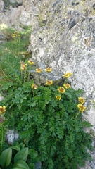 Geum reptans