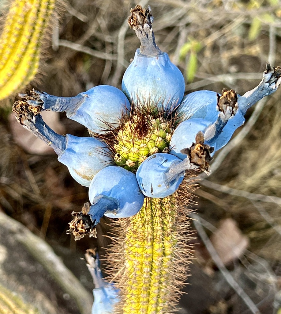 Cipocereus minensis (Werderm.) F.Ritter 3