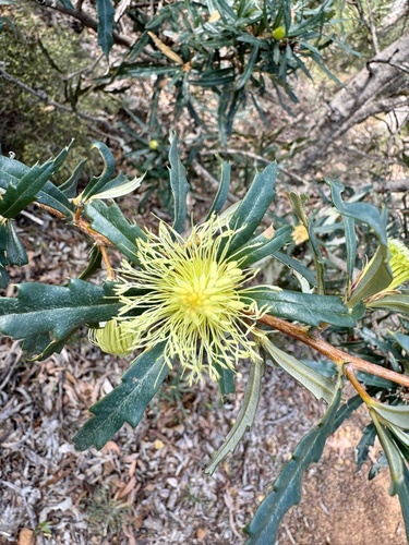 Image of Banksia squarrosa by (c) pimelea, some rights reserved (CC BY)