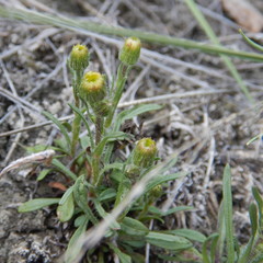 Erigeron lonchophyllus