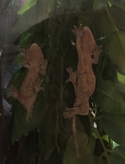 Correlophus ciliatus