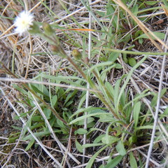 Erigeron lonchophyllus
