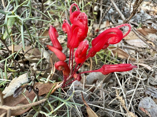 Image of Grevillea wilsonii by (c) pimelea, some rights reserved (CC BY)