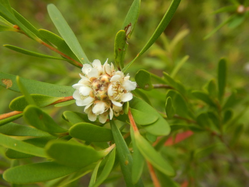 Asteromyrtus lysicephala observed 2024-09-20