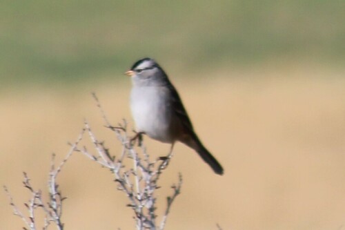 Gambel's White-crowned Sparrow photographed in Idaho