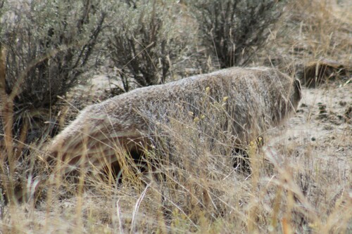 Northwestern American Badger photographed in Idaho
