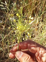 Allium flavum