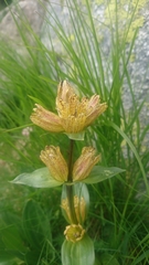 Gentiana punctata