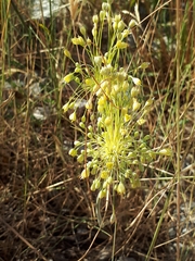 Allium flavum