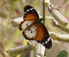 Danaus chrysippus alcippus