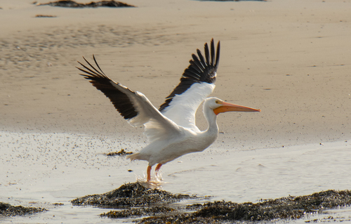 American White Pelican photographed in New Hampshire
