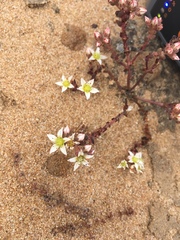 Dudleya brevifolia