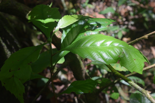Doliocarpus dentatus (Doliocarpus dentatus)