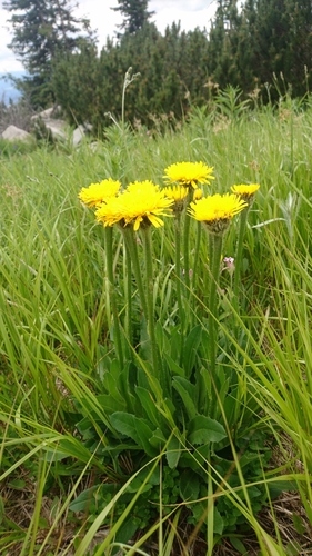 prasatník jednoúborový (Hypochaeris uniflora)