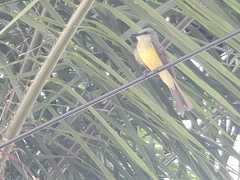 Tyrannus melancholicus