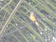 Tyrannus melancholicus