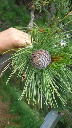 Borovica limbová (Pinus cembra)