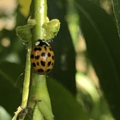 Harmonia axyridis