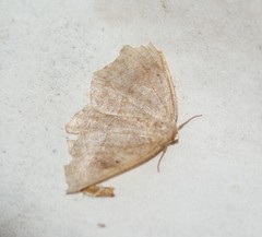 Eutrapela clemataria