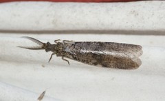 Chauliodes
