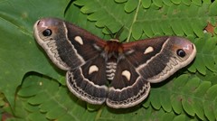 Hyalophora columbia