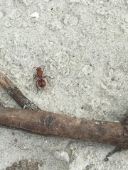 Dasymutilla ursus