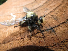 Laphria astur