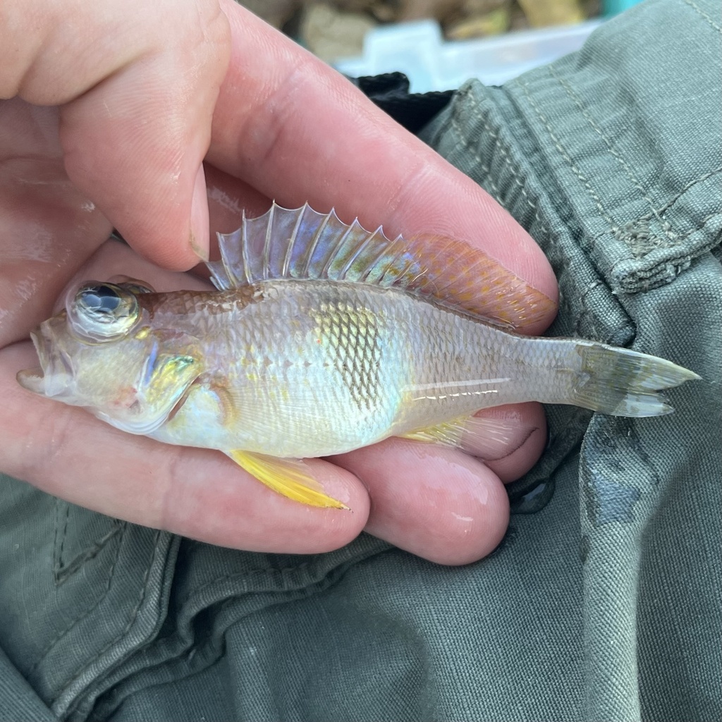 Blackear bass (Serranus atrobranchus) — Serranidae