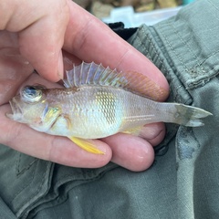 Blackear Bass photo 1