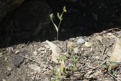 Mentzelia montana