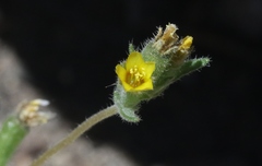Mentzelia montana