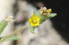 Mentzelia montana