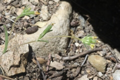 Mentzelia montana