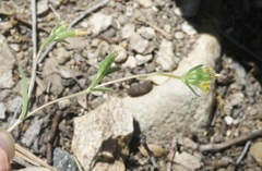 Mentzelia montana