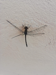 Dythemis nigrescens