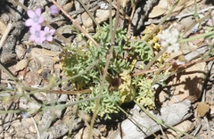 Gilia ochroleuca