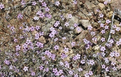 Gilia ochroleuca