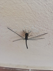 Dythemis nigrescens