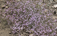 Gilia ochroleuca