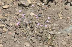 Gilia ochroleuca