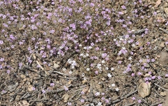 Gilia ochroleuca