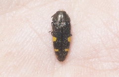 Acmaeodera simulata