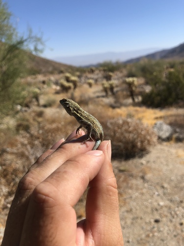 iNaturalist observation photo of Western Side-blotched Lizard