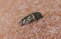Acmaeodera retifera