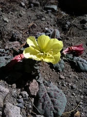 Oenothera xylocarpa