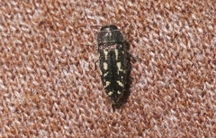 Acmaeodera retifera