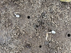 Leptuca leptodactyla