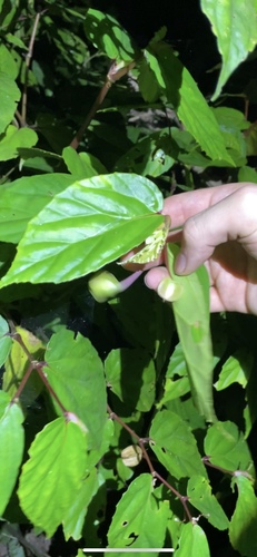 Begonia isoptera observed 2024-09-21