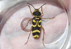 Xylotrechus insignis