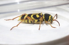 Xylotrechus insignis